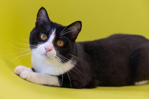 black and white cat