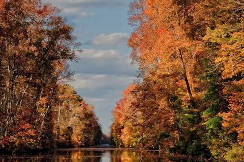 chesapeake virginia fall trees