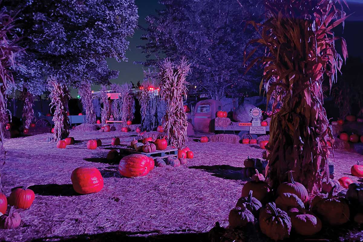 cox farms pumpkins at night