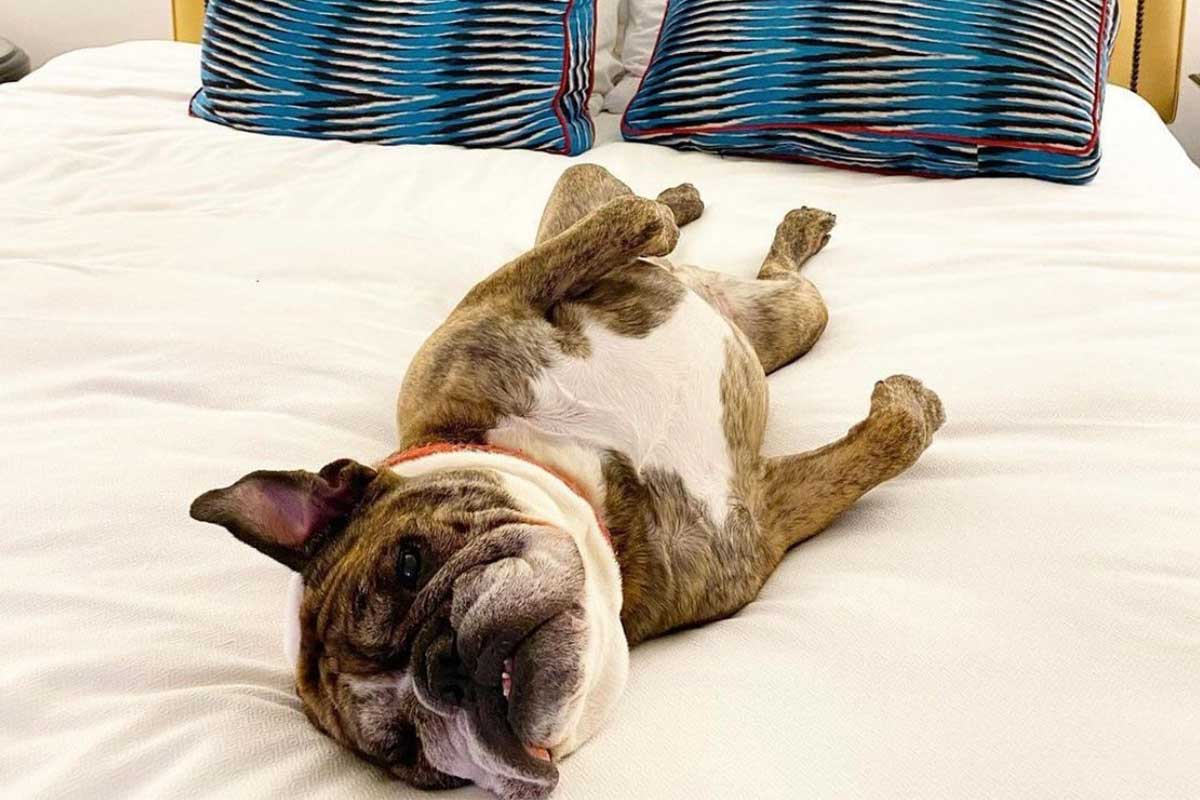 dog laying upside down in bed