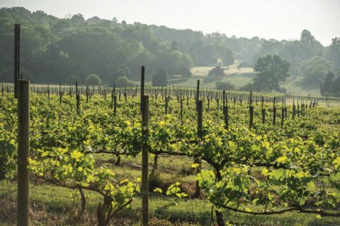 jefferson vineyards