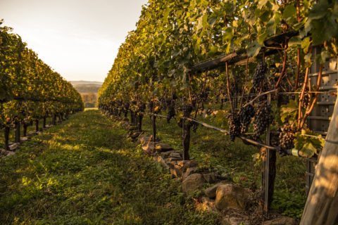 vineyard
