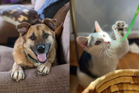 dog and cat