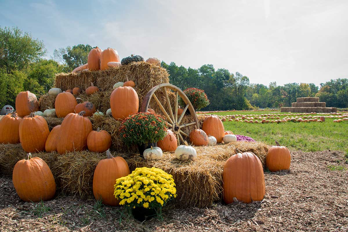 pumpkins on hay bales