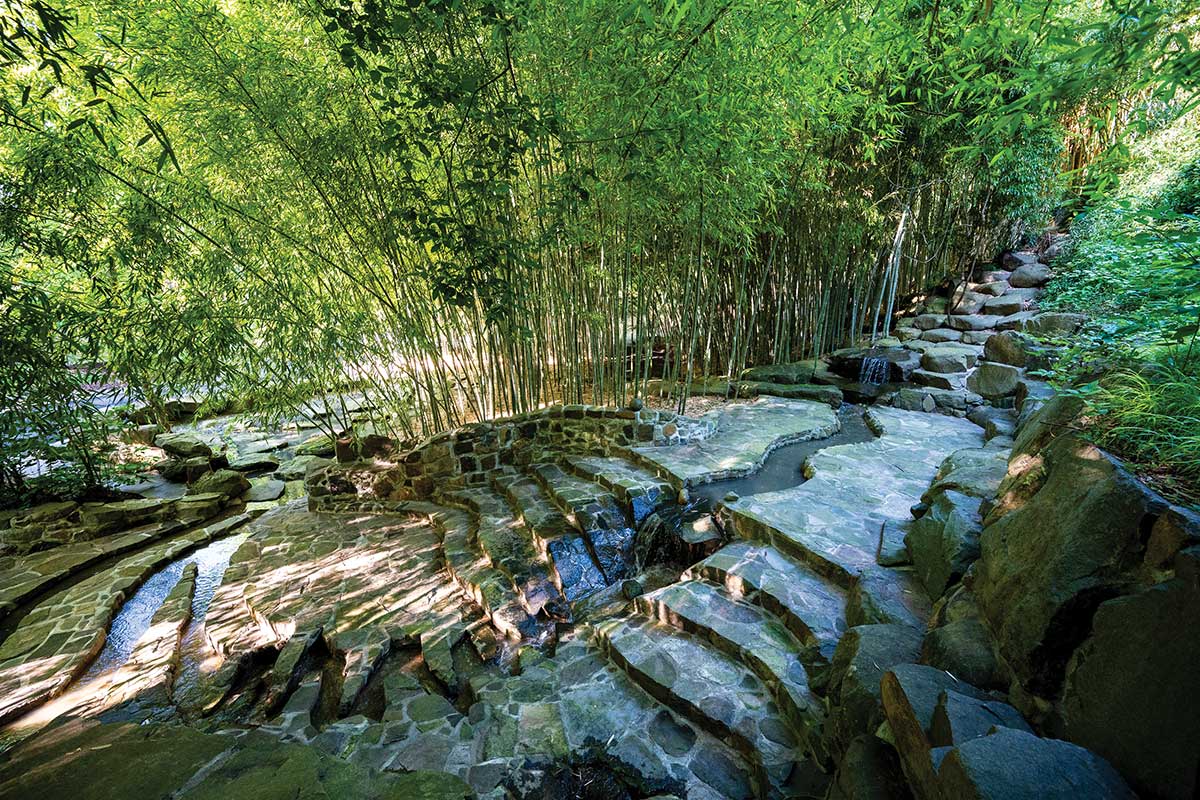 bamboo by stream