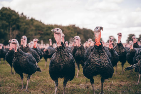 turkeys