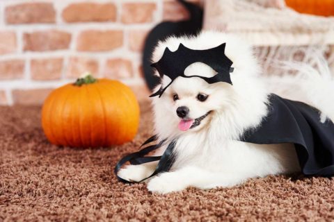 dog costume