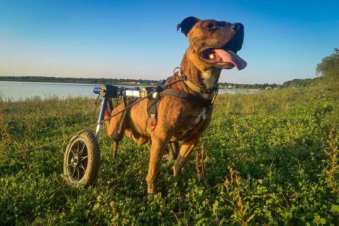 paralyzed dog in ukraine