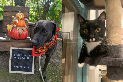 black dog and cat