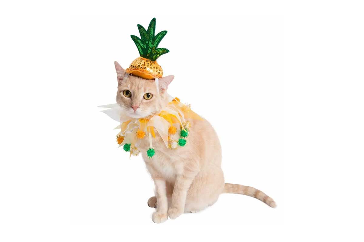 pineapple costume cat