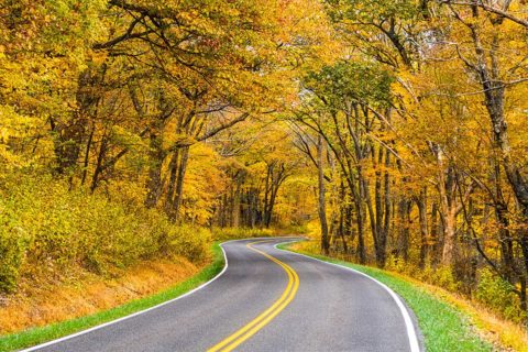 skyline drive yellow trees fall