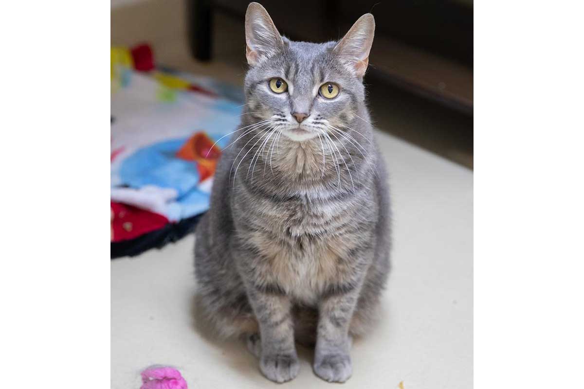 NoVA Pets of the Month Meet 10 Cats and Dogs Looking for a Home in the New Year