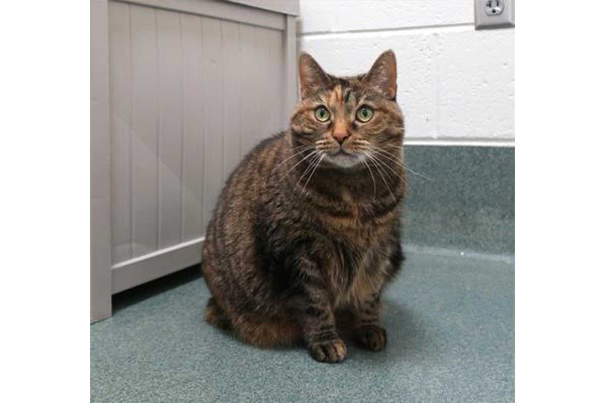 azalea the cat