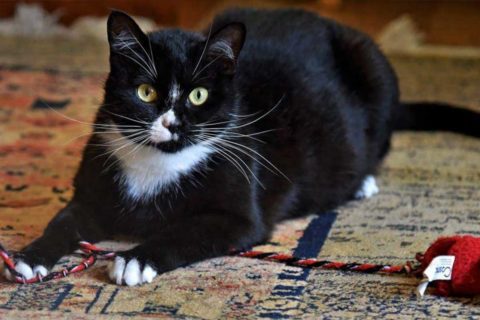 drusilla the cat