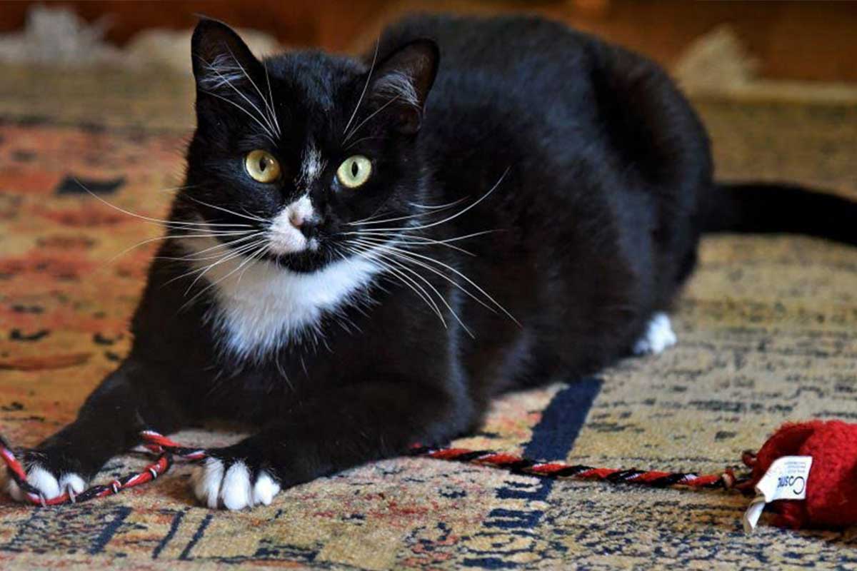 drusilla the cat