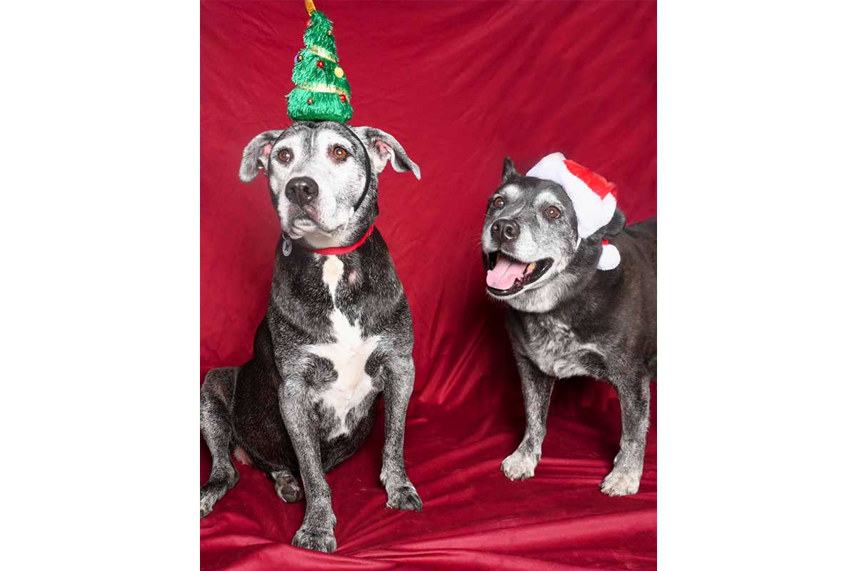sophie and joey the dogs