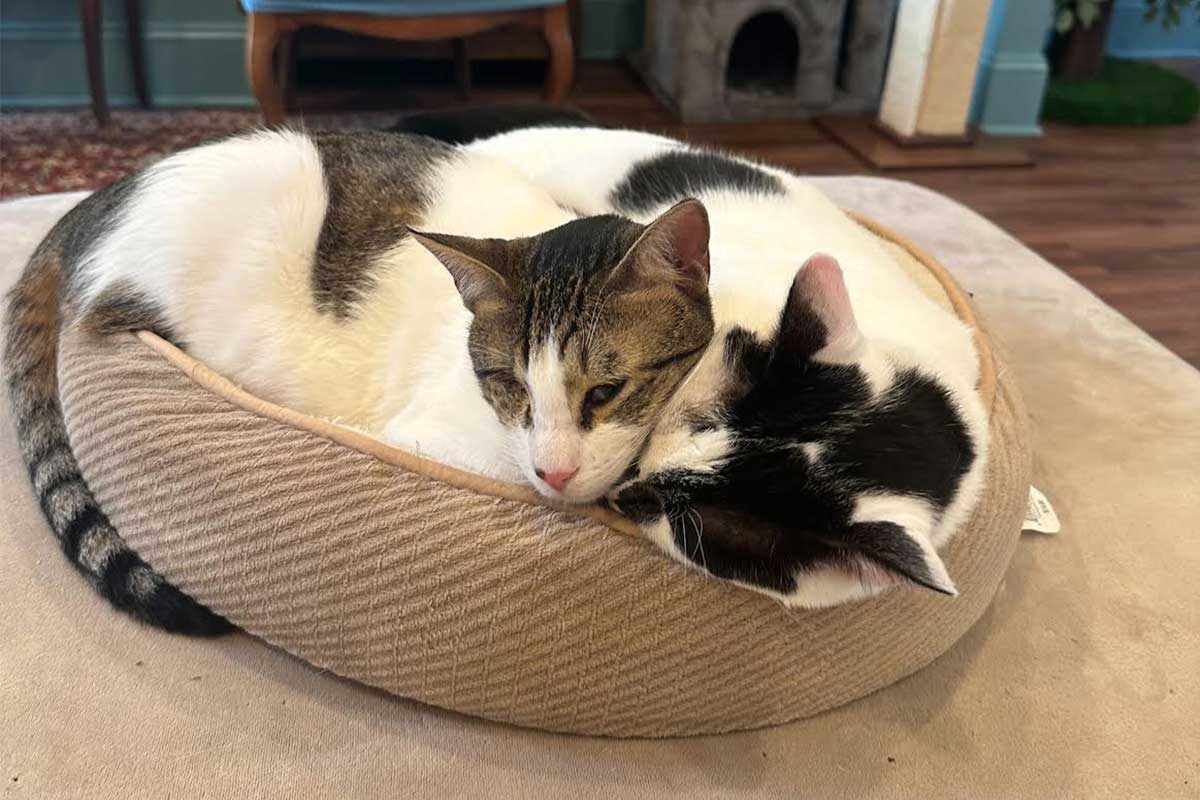 milo and scout the cat