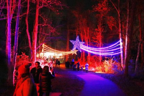 neabsco boardwalk light trail with stars