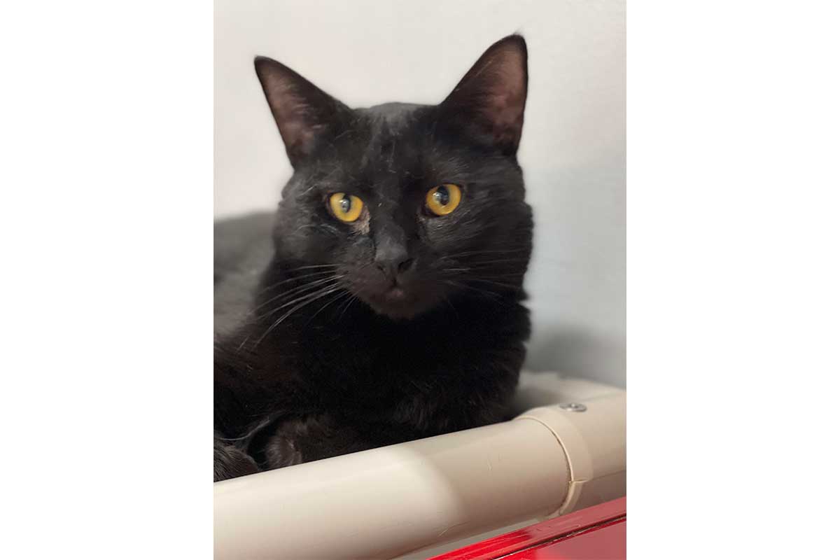 ube the cat