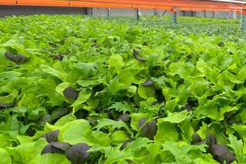 plants at beanstalk farms indoor facility