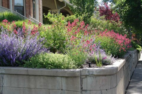 water-wise garden