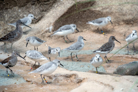 Sanderling and dunlin shorebirds.