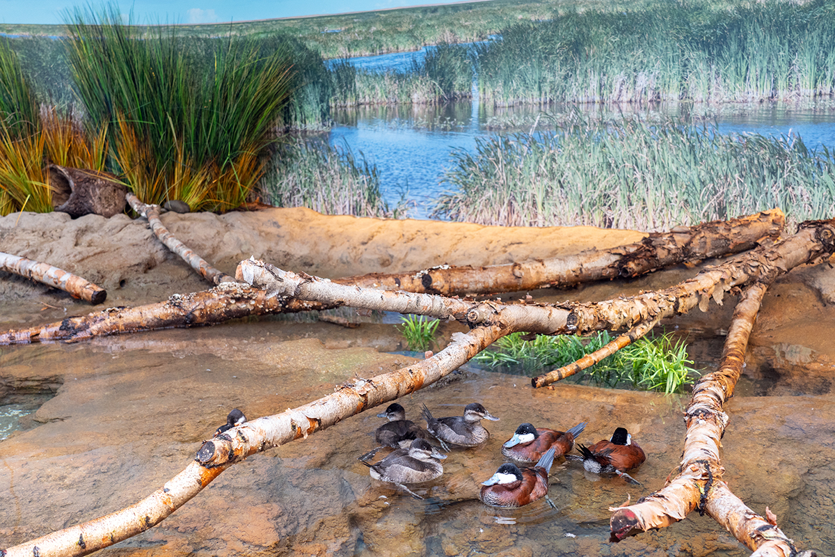 Ruddy ducks in the Prairie Pothole aviary at the Bird House