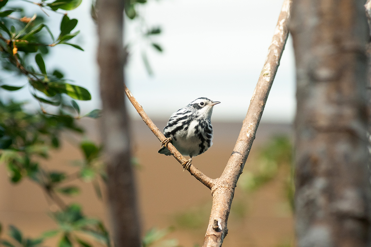 black-and-white warbler at National Zoo's Bird House