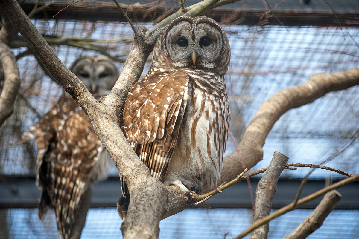 Barred owls at National Zoo's Bird House
