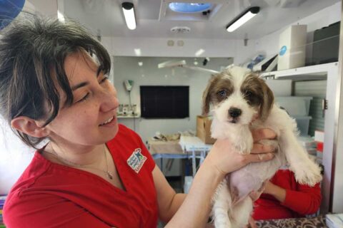 Animal Welfare League of Alexandria person holding a puppy