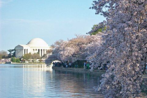 cherry blossoms washington dc