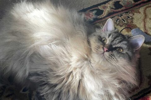 cat rescued from Kuwait
