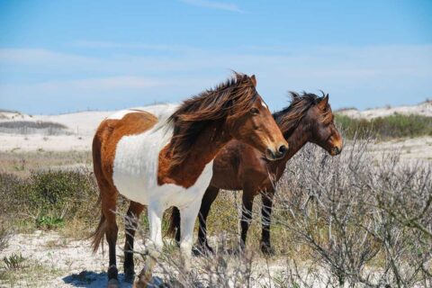 Chincoteague ponies