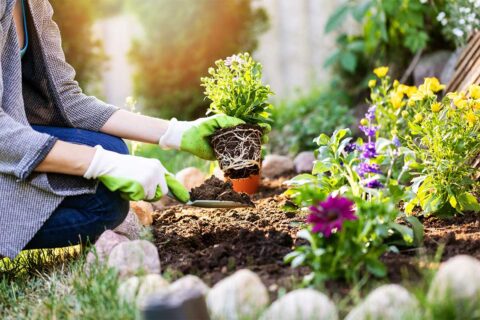 woman planting garden