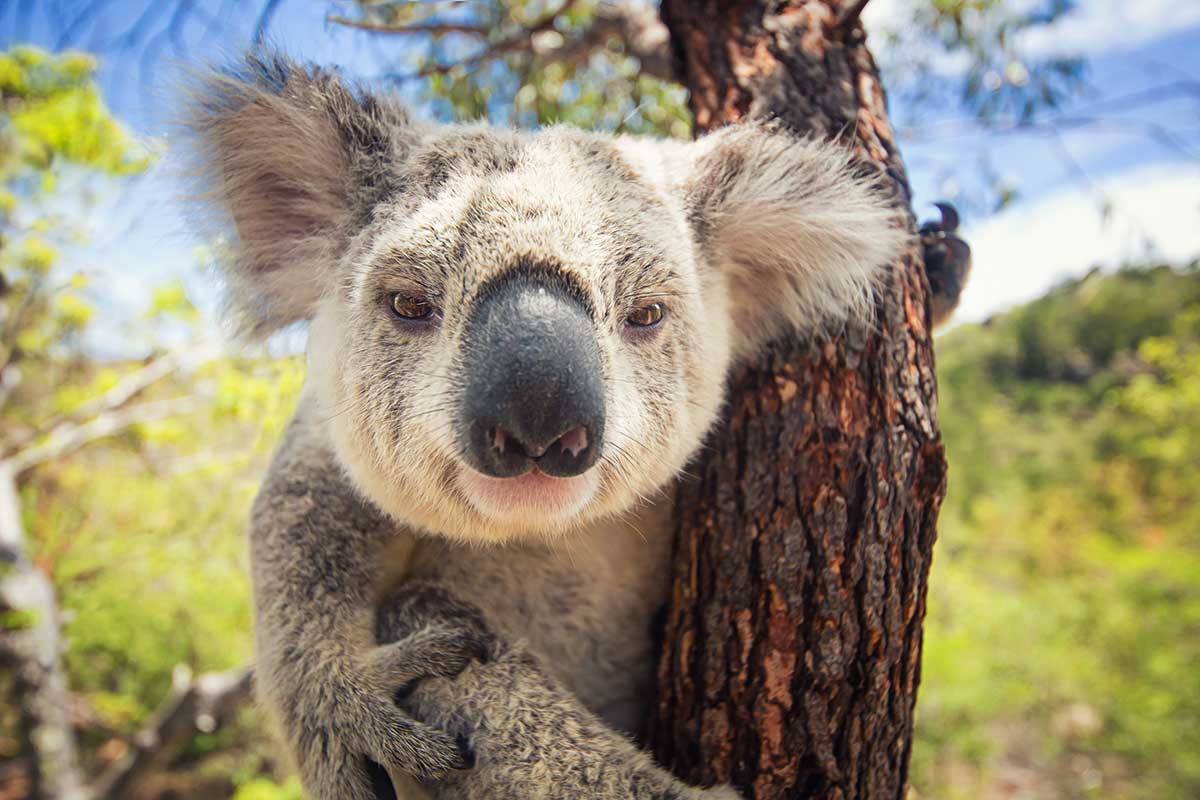 Koalas would be banned as pets in Loudoun County.