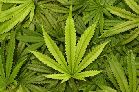 marijuana plant