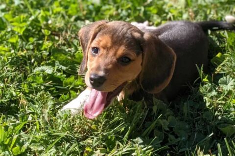 Allison, puppy in Puppy Bowl