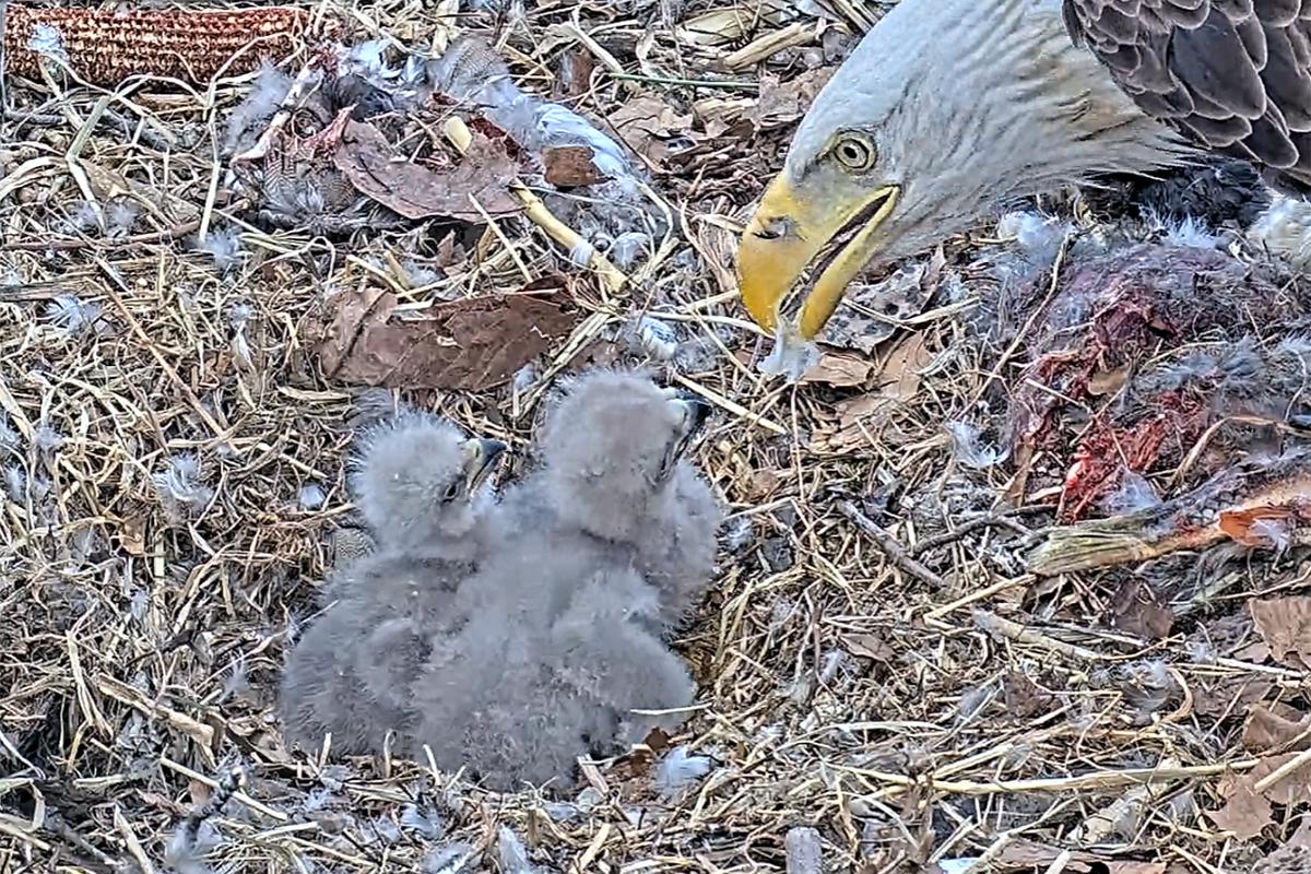 Bald eagles Rosa and Martin greeted their third eaglet over the weekend at the Dulles Greenway Wetlands in Leesburg. (Photo courtesy Dulles Greenway)
