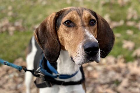 adrian the dog