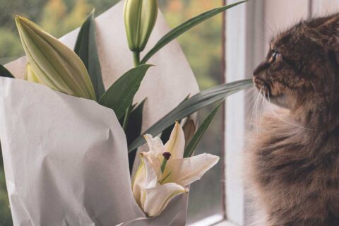 cat near lily. Lilies are toxic to cats and other pets.