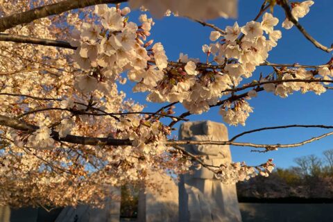 cherry blossoms in DC