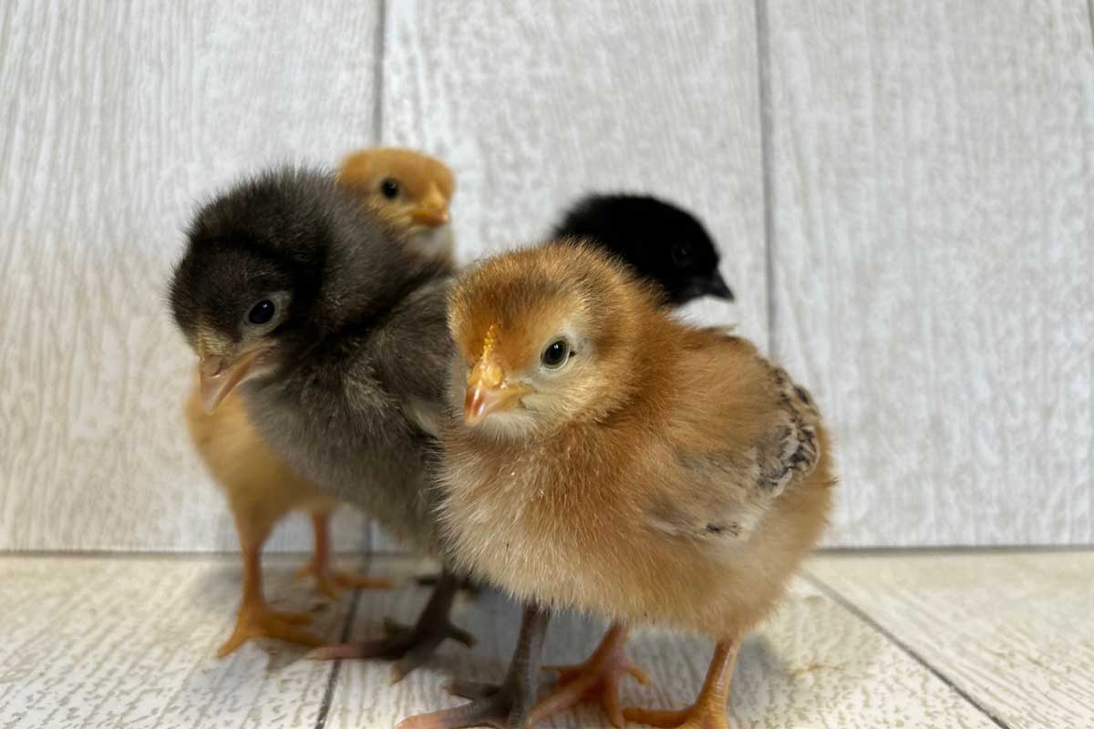 yellow and black chicks can be bought as part of a chick-raising program