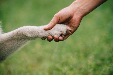 hand holding dog paw