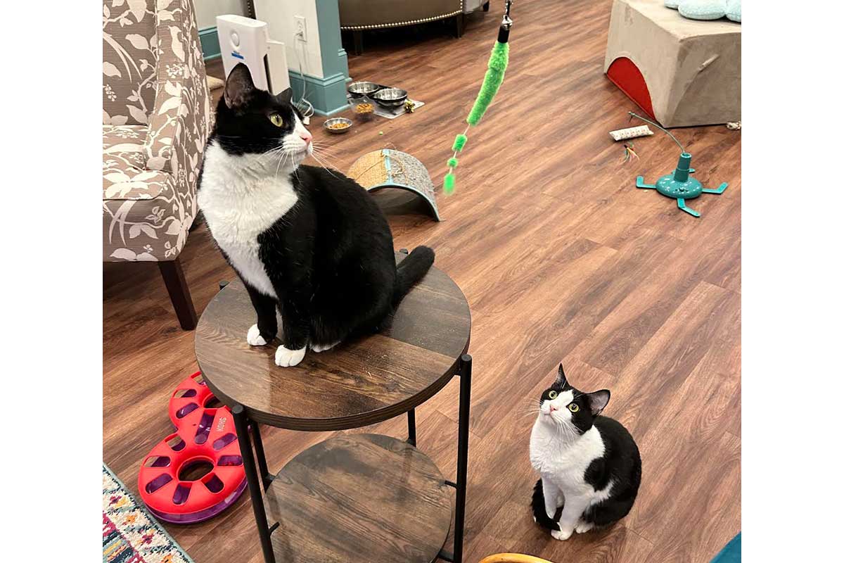 ganymede and calisto, black and white cats