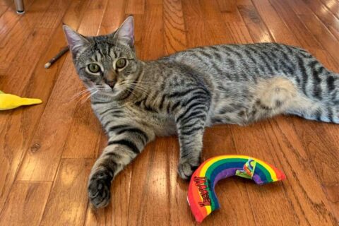 mr. nutmeg striped cat