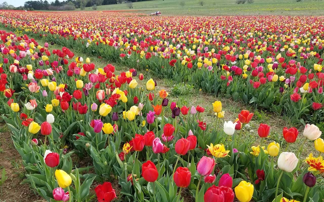 Tulips in bloom at Burnside Farms 