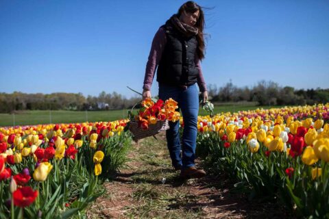 A woman picks tulips at Burnside Farms