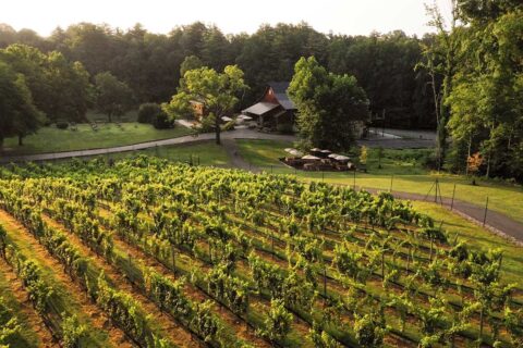 Vineyard at Paradise Springs