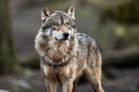 grey wolf in forest. wild animal