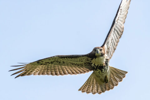 Flying Cooper's Hawk
